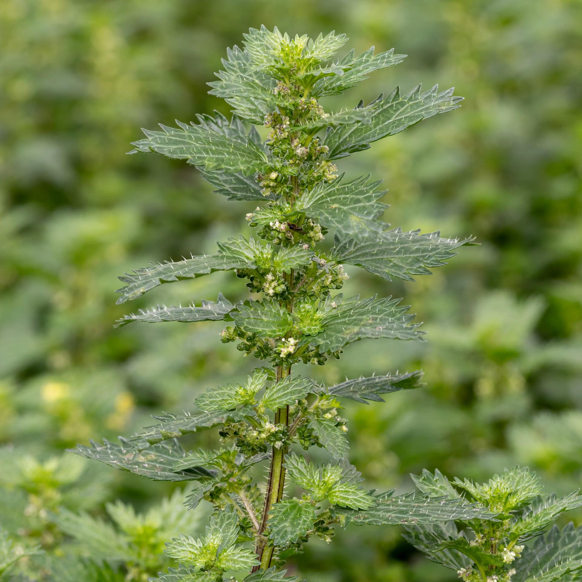 L'ortie , cet anti-inflammatoire puissant - Pectino : Les vitamines et les minéraux